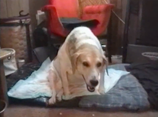 Lilly - Mobility - Blog post
