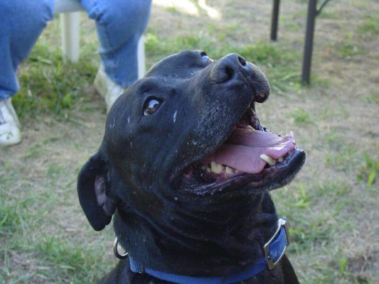 Murphy - Seizures - Blog post