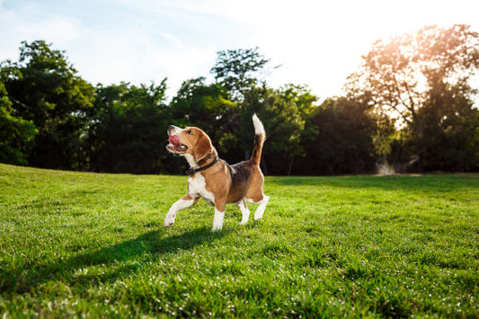 Probiotics for Dogs: Why Gut Health Is the Foundation of Everything