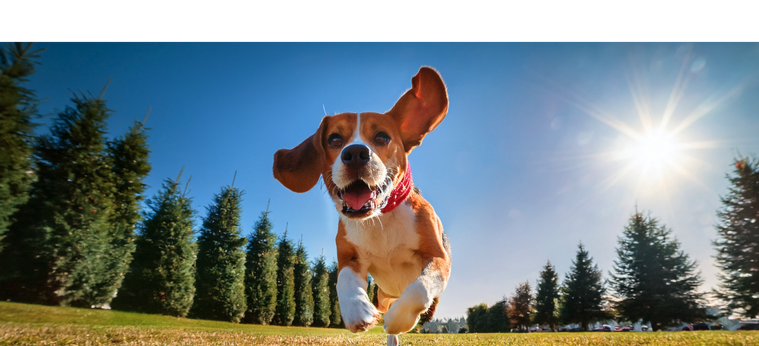 Probiotics for Dogs: Why Gut Health Is the Foundation of Everything