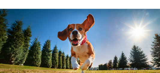 Probiotics for Dogs: Why Gut Health Is the Foundation of Everything