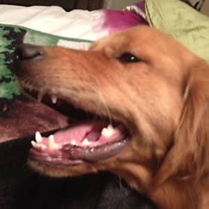 Rylee - Papillomas - Blog post