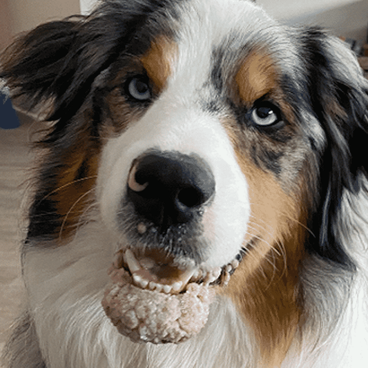 Obi Wan - Papillomas - Blog post