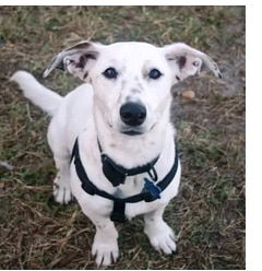 Whippet - Papillomas - Blog post