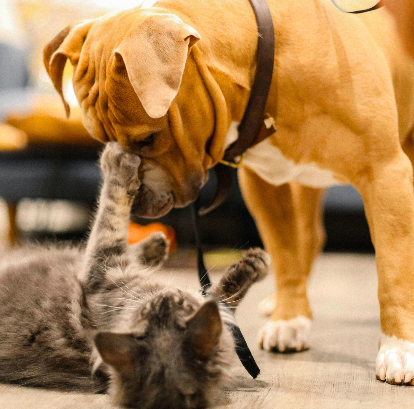 All Pet Products