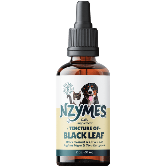 Bottle of Nzymes® Tincture of BlackLeaf - Natural Yeast & Immune Support for Pets