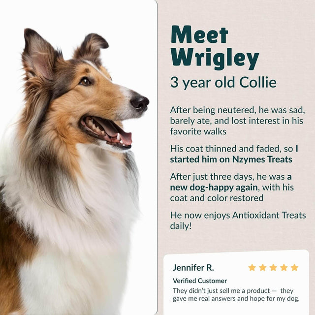 Collie dog named Wrigley's recovery after neutering using Nzymes antioxidant treats for Dogs Joints, HIPS, Paralysis, Skin, Coat, Hair Loss, Aging, Digestion, Neurological, Seizures