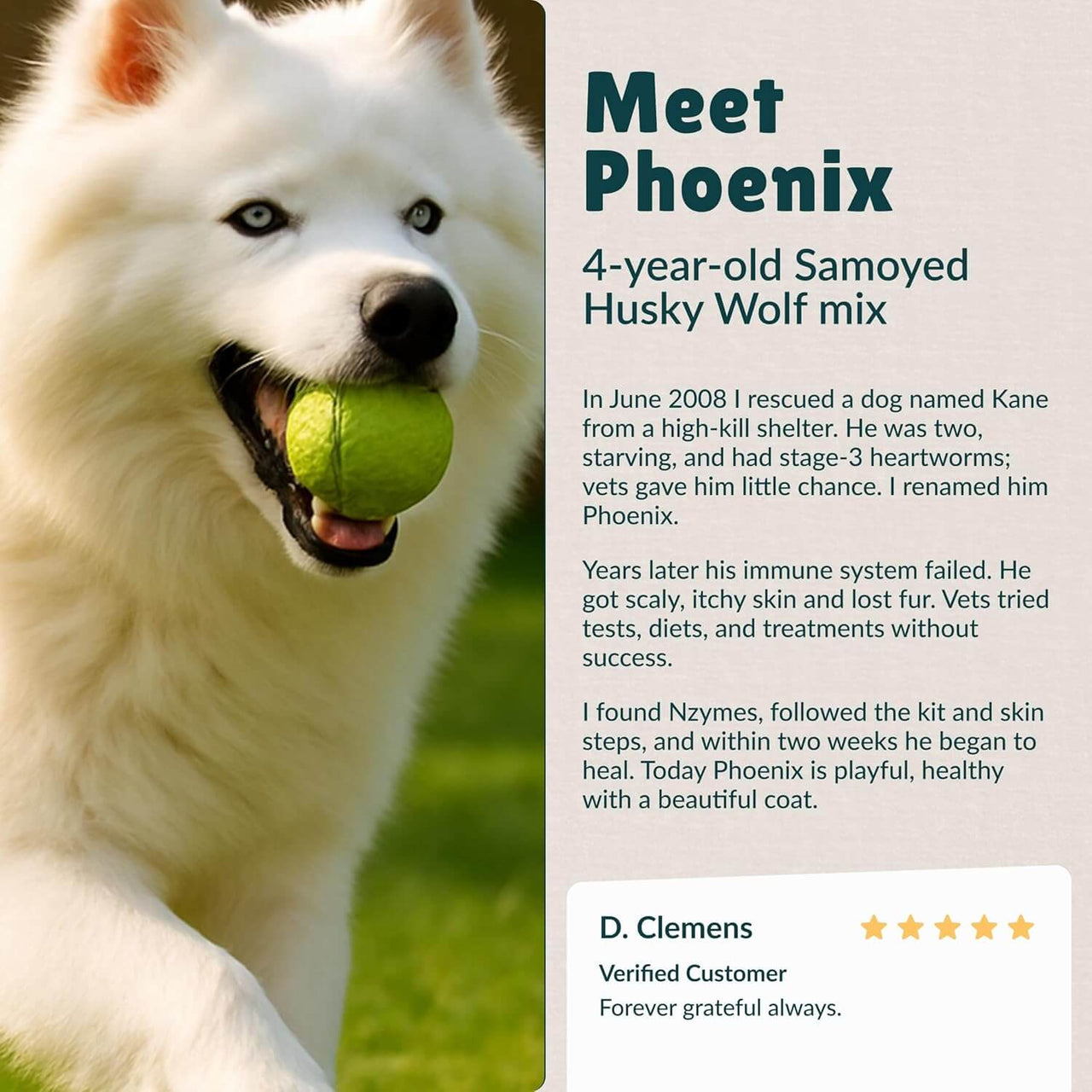 White dog with a tennis ball on grass, text about Phoenix the Samoyed Husky Wolf mix, and D. Clemens' review for Nzymes® Sprouted Granules - Raw Super-Food Protein and Antioxidant Nutrition